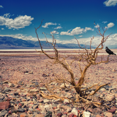 Africa going on the defence: Investments aimed at containing the ill effects of climate change