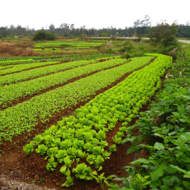 Europe rural economies