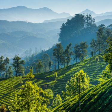 Green tea plantations in Munnar, India