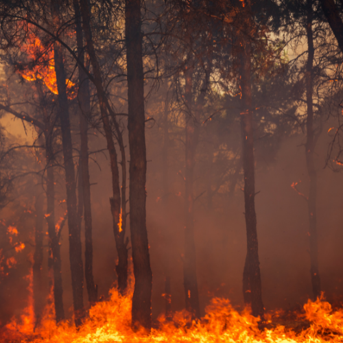 Africa and climate change: Adaptation and mitigation