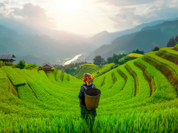 The Economic Impact of the Agri-Food Sector in Southeast Asia (2022)
