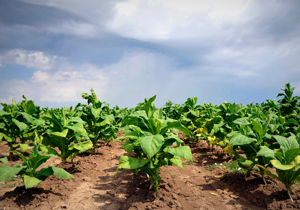 The Economics of Reduced-Risk Products: Global policy landscape and principles for policy treatment