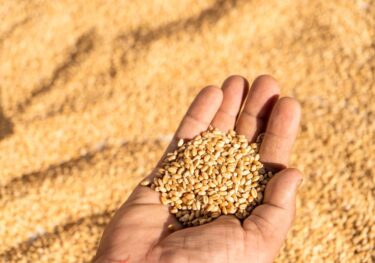 Harvesting wheat
