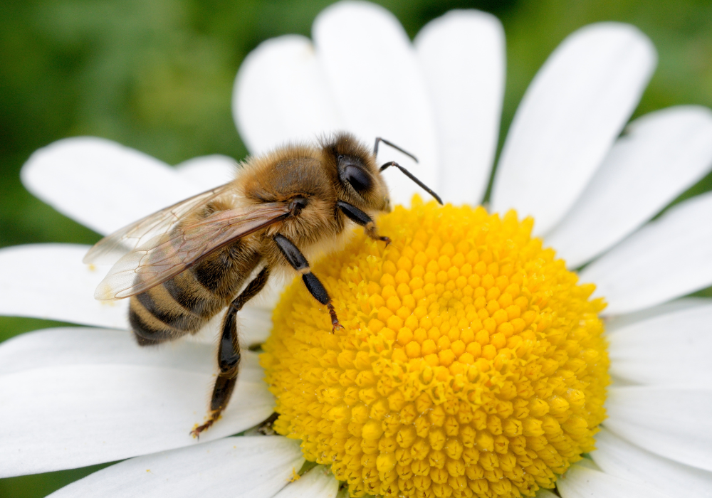 To bee or not to bee—a small insect’s place in the world economy