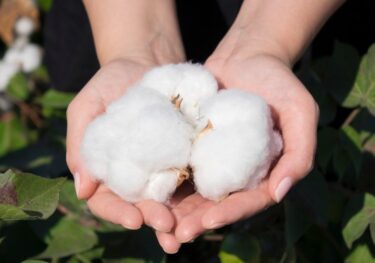 Hands holding cotton flowers