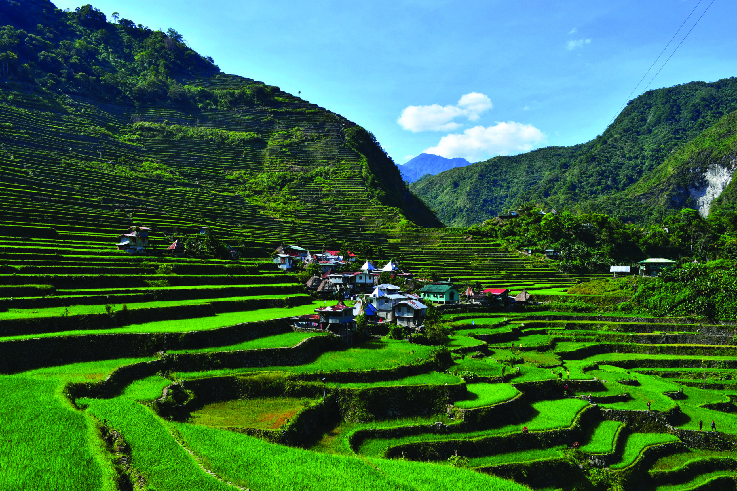 From Farm to Table: The Philippine Agri-Food Economy in 2025 and the Road to Competitiveness